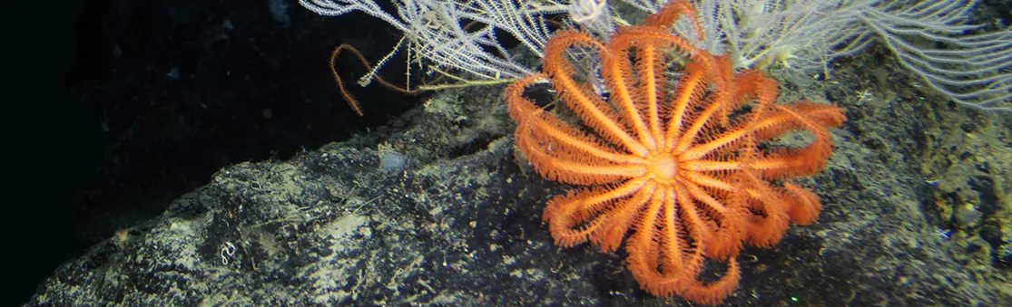 The photo shows an orange starfish on a rock underwater.