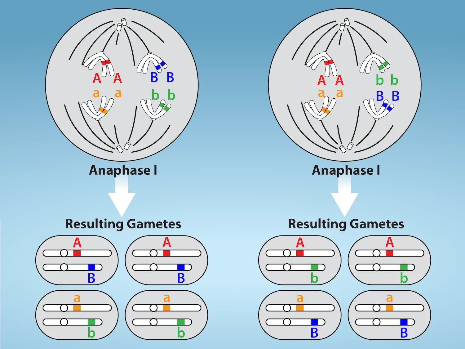 This illustration shows that, in a cell with a set of two chromosomes, four possible arrangements of chromosomes can give rise to eight different kinds of gamete. These are the eight possible arrangements of chromosomes that can occur during meiosis of two chromosomes.