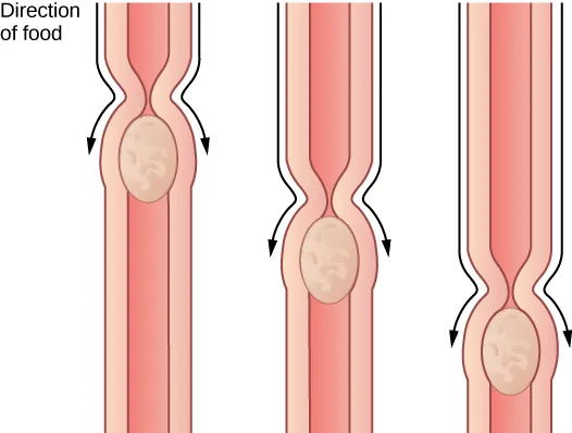 Photo shows food moving down the esophagus, which is a muscular tube. Muscles constrict behind the food. The constriction moves down, pushing the food ahead of it, from the mouth to the stomach.