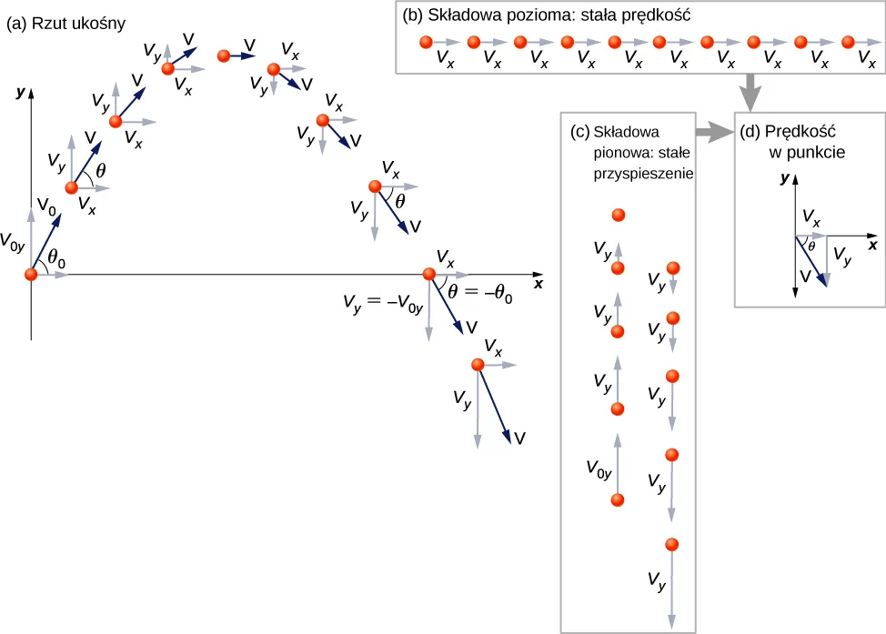Rysunek a pokazuje położenia i prędkości ciała w rzucie ukośnym w układzie współrzędnych xy w 10 kolejnych chwilach czasu. W początku układu ciało ma prędkość v z indeksem dolnym 0 pod kątem theta z indeksem dolnym zero do poziomu. Wektor prędkości zaznaczono granatowo-niebieskimi strzałkami, a jego składowe x i y jasnoniebieskimi. Ciało porusza się po paraboli skierowanej ramionami w dół do wysokości maksymalnej, potem opada do y=0 i dalej w dół poniżej osi x. Prędkość v w dowolnej chwili czasu tworzy z poziomem kąt theta, który zmienia się w czasie, i ma składowe v z indeksem x i v z indeksem y. Składowa x prędkości nie zmienia się. Składowa y skierowana jest początkowo do góry, ale maleje aż na wysokości maksymalnej spada do zera. Potem rośnie, ale skierowana w dół. Gdy ciało osiąga początkową wysokość, jego wektor prędkości ma tę samą wartość, ale tworzy z poziomem kąt - theta zero. Składowa y prędkości końcowej jest równa – v z indeksem 0y. Ostatnie zaznaczone położenie ciała jest poniżej osi x ze współrzędną y ujemną. Z rysunku wyraźnie wynika, że położenie ciała w kierunku poziomym zmienia się jednostajnie w czasie, podczas gdy w kierunku pionowym najpierw przyrasta coraz wolniej w locie w górę, a potem coraz szybciej w locie w dół. Rysunek b pokazuje składową poziomą ruchu ze stałą prędkością. Składową x położenia i prędkości pokazano wzdłuż poziomej osi. Położenie przyrasta w kolejnych chwilach czasu o tyle samo, a składowa x prędkości ma stałą wartość i jest skierowana w zawsze w prawo. Rysunek c pokazuje wkładową pionową ruchu ze stałym przyspieszeniem. Składową y położenia i prędkości pokazano wzdłuż pionowej osi. Położenia w kolejnych chwilach zagęszczają się w locie w górę i rozrzedzają w locie dół. Składowe y prędkości maleją do wartości 0 w wysokości maksymalnej i potem rosną w kierunku w dół. Rysunek d pokazuje, że dodając składową x i y prędkości w dowolnym punkcie, dostajemy całkowity wektor prędkości. Prędkość ma składowy v z indeksem x i v z indeksem y oraz tworzy kąt theta z osią poziomą. Wybrano przykładowy punkt, w którym składowa y prędkości jest skierowana w dół.