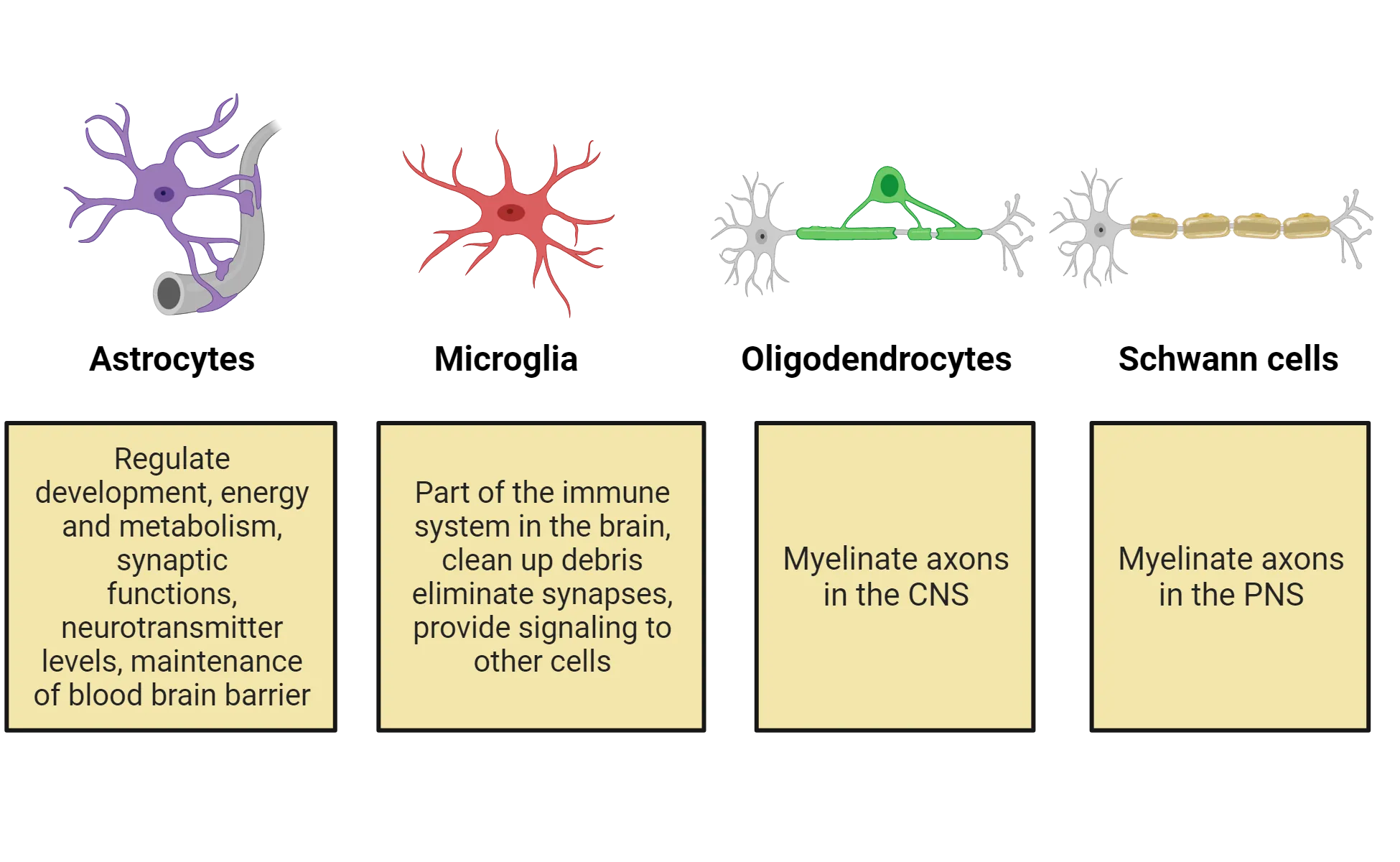 Diagrams of an example astrocyte, microglia, oligodendrocyte and Schwann cell. Summaries of the functions described in the main text are also provided.