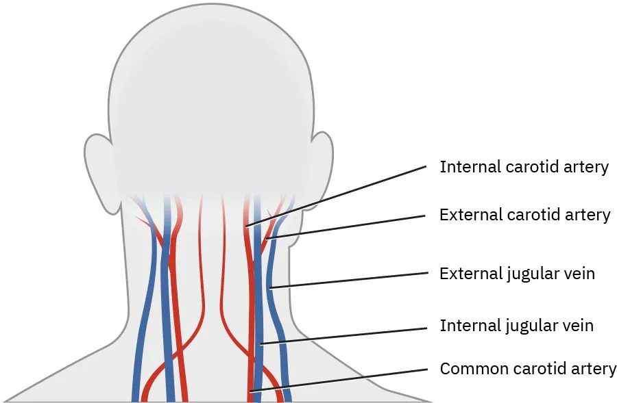 A diagram of the blood vessels in the neck.