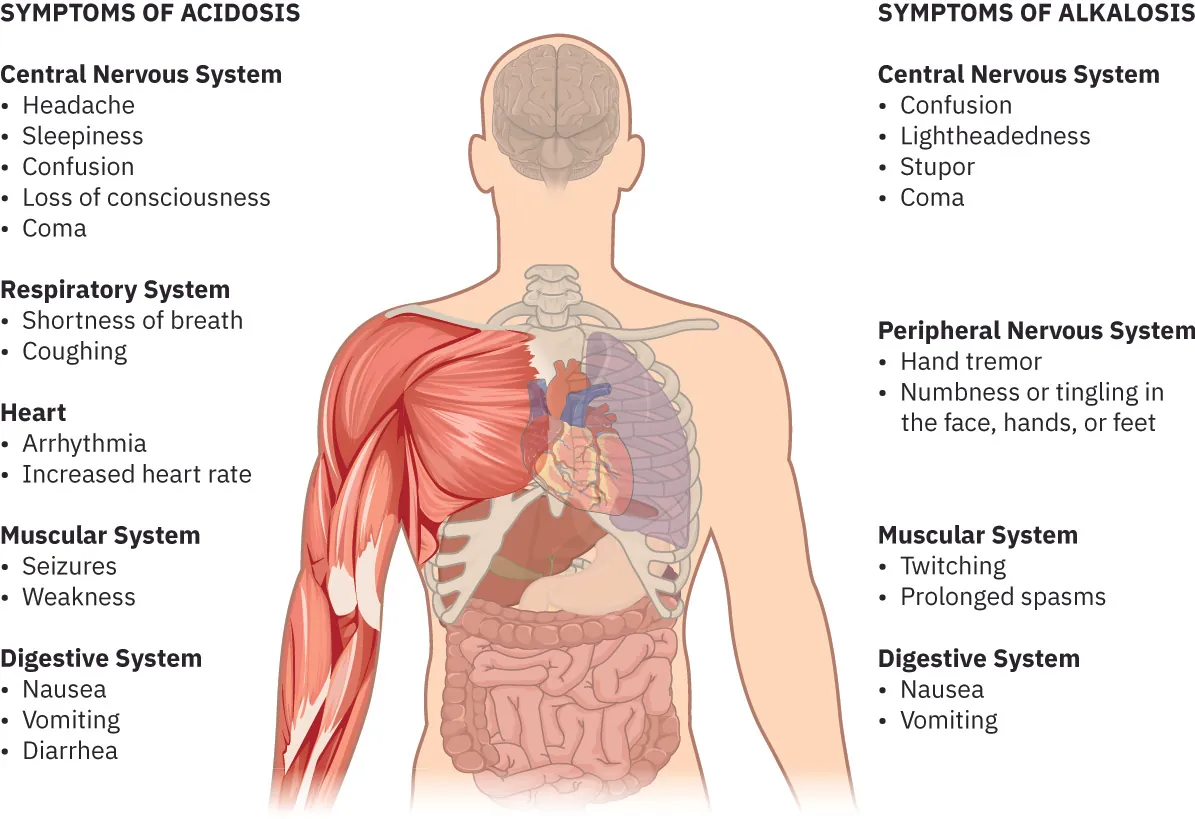 A complex illustration is of a human torso, arms and head is shown. The illustration includes depictions of skeletal structure, muscles, and organs. There are two columns of labels. On the left these labels read: SYMPTOMS OF ACIDOSIS; Central Nervous System: Headache, Sleepiness, Confusion, Loss of consciousness, Coma; Respiratory System: Shortness of breath, Coughing; Heart: Arrhythmia, Increased heart rate; Muscular System: Seizures, Weakness; Digestive System: Nausea, Vomiting, Diarrhea. On the right these labels read: SYMPTOMS OF ALKALOSIS; Central Nervous System: Confusion, Light-headedness, Stupor, Coma; Peripheral Nervous System: Hand tremor, Numbness or tingling in the face, hands or feet; Muscular System: Twitching, Prolonged spasms; Digestive System: Nausea, Vomiting.