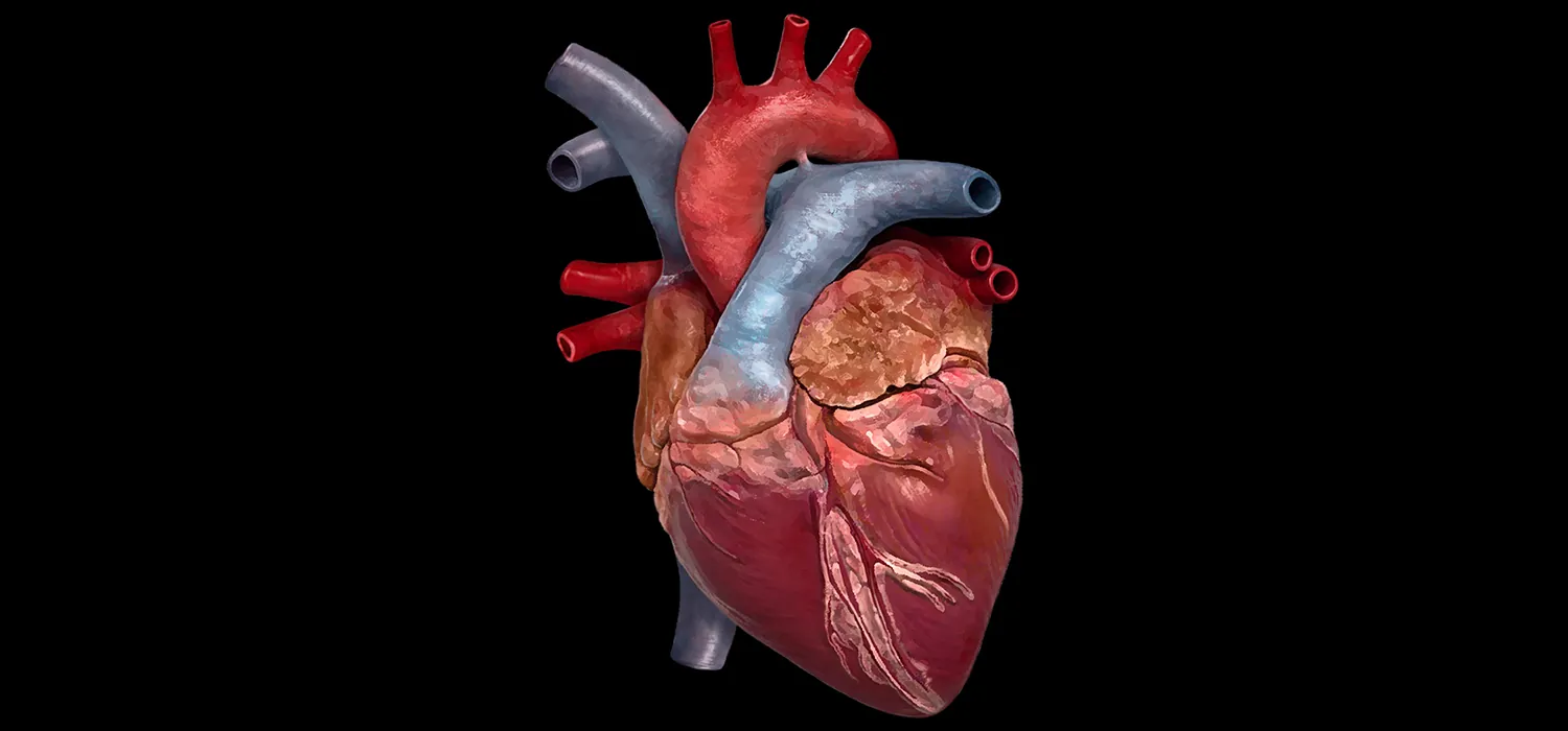 The heart with the main arteries and veins.