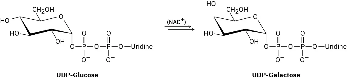U D P galactose is converted by a N A D cation to U D P-galactose.
