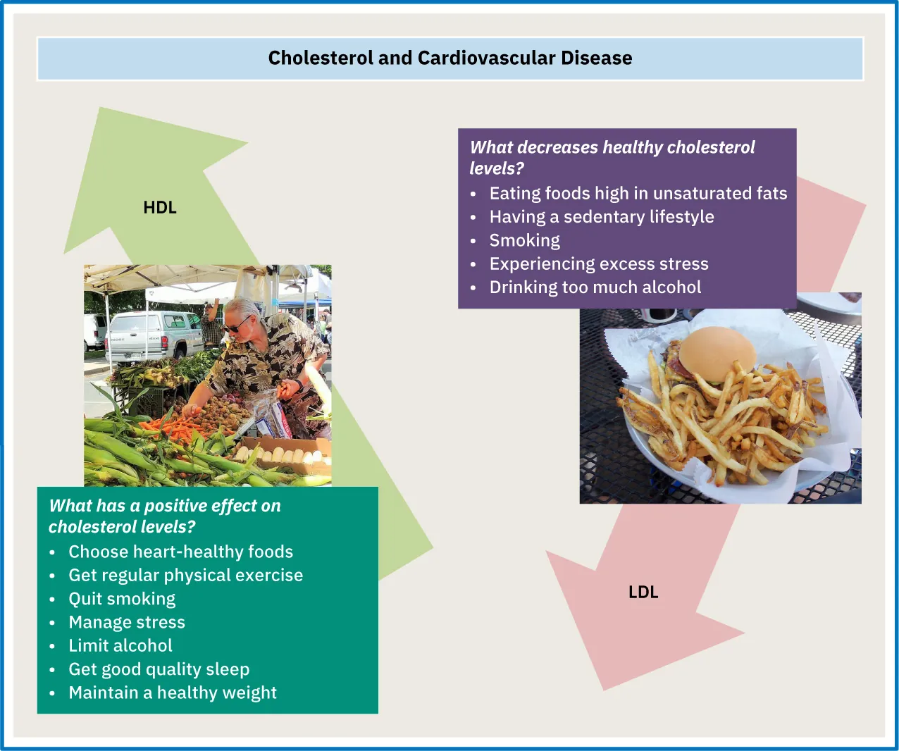 Visual representing foods and activities that raise HDL levels and lower cholesterol levels and those that raise LDL levels and raise blood cholesterol levels.