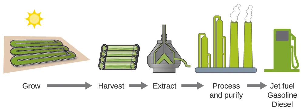 A flowchart is shown that contains pictures and words. Reading from left to right, the terms “Grow,” “Harvest,” “Extract,” “Process and purify,” and “Jet fuel gasoline diesel” are shown with right-facing arrows in between each. Above each term, respectively, are diagrams of three containers, three cylinders lying side-by-side, a pyramid-like container with liquid inside, a factory, and a fuel pump. In the space above all of the diagrams and to the left of the images is a diagram of the sun.