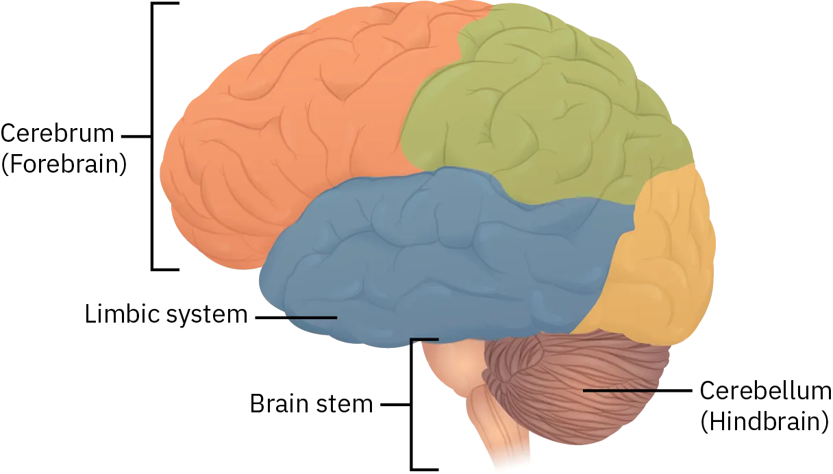 The four parts of the brain are the cerebrum, or forebrain, located in the front; the limbic system, located below and behind the cerebrum; the brain stem, located below the limbic system; and the cerebellum, located behind the brain stem at the lowest part of the brain.
