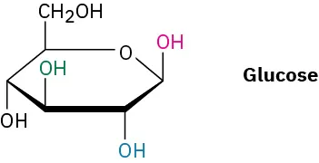 The Haworth projection of glucose has a pyranose ring with its four carbons bonded to hydroxyl groups and one carbon is bonded to a hydroxymethyl group.