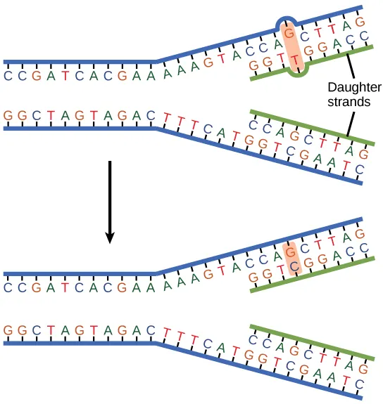 The top illustration shows a replicated DNA strand with G-T base mismatch. The bottom illustration shows the repaired DNA, which has the correct G-C base pairing.