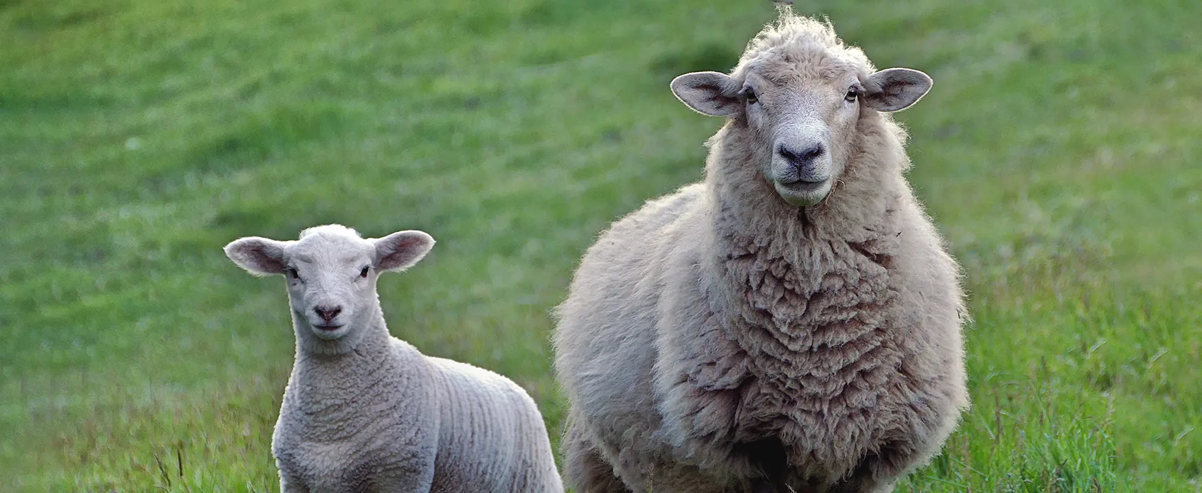 A fluffy adult sheep and a small lamb stand side-by-side in a vibrant green pasture, both looking directly at the camera with calm expressions.