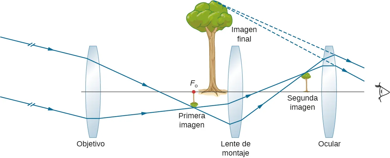 Los rayos paralelos en ángulo con el eje óptico entran en una lente de objetivo biconvexa y convergen en el otro lado para formar una imagen diminuta e invertida de un árbol en el punto focal del objetivo. Desde aquí, los rayos pasan a través de otra lente biconvexa marcada como lente erectora y convergen en el otro lado para formar una pequeña imagen vertical del árbol. Desde aquí, los rayos pasan por un ocular biconvexo y entran en el ojo. Las proyecciones hacia atrás de éstas convergen para formar una imagen vertical ampliada del árbol marcado como imagen final. Se encuentra entre la primera imagen y la lente erectora.
