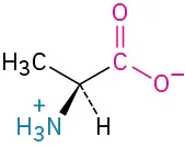 The ball-and-stick model in electrostatic potential map and structures of uncharged and zwitterionic forms of L-alanine. The uncharged form undergoes a reversible reaction to form a zwitterion.