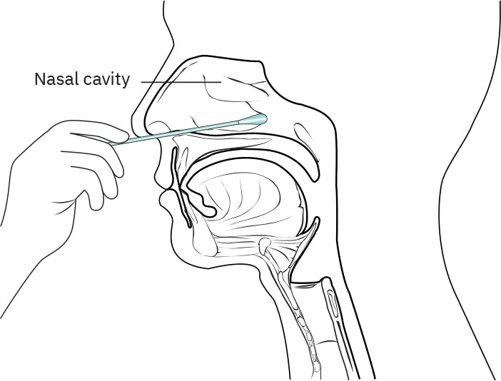 Graphic of a swab being inserted into a person’s nose, reaching the throat.