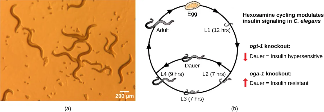 Photo (a) shows transparent worm about a millimeter in length. Illustration (b) shows the life cycle of C. elegans, which begins when the egg hatches, releasing a L1 juvenile. After 12 hours the L1 juvenile transforms into an L2 juvenile. After 7 hours the L2 juvenile transforms into an L3 juvenile. After another 7 hours the L3 juvenile transforms into an L4 juvenile. After 9 hours the L4 juvenile transforms into an adult. The hermaphroditic adult mates with another adult to produce fertilized eggs which hatch, completing the cycle.