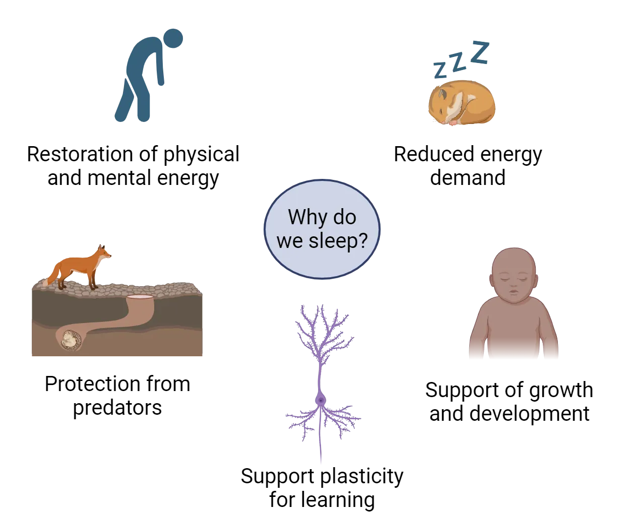 Diagrams representing 5 major answers to the question “why do we sleep?”. Shown are: restoration of physical and mental energy, reduced energy demand, protection from predators, support plasticity for learning, support of growth and development.