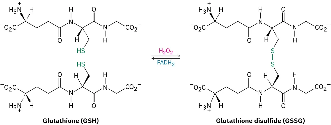 Two molecules of glutathione react with hydrogen peroxide and flavin adenine dinucleotide to yield glutathione disulfide bonded through an S-S bond.
