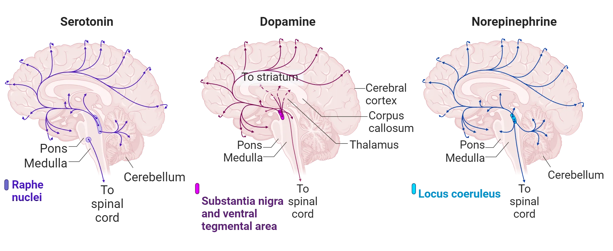 Left: Diagram of a human brain with networks of serotonin projections throughout the cortex, cerebellum and down the spinal cord shown. Cell bodies are concentrated in the brain stem (raphe nuclei). Middle: Diagram of a human brain with networks of dopamine projections throughout the cortex and down the spinal cord shown. Cell bodies are concentrated in the brain stem (substantia nigra and ventral tegmental area). Right: Diagram of a human brain with networks of norepinephrine projections throughout the cortex, cerebellum and down the spinal cord shown. Cell bodies are concentrated in the brain stem (locus coeruleus).