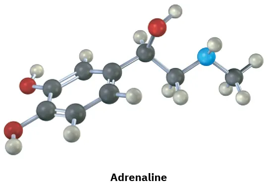 The ball-and-stick model of adrenaline. Gray, black, blue, and red spheres represent hydrogen, carbon, nitrogen, and oxygen, respectively.
