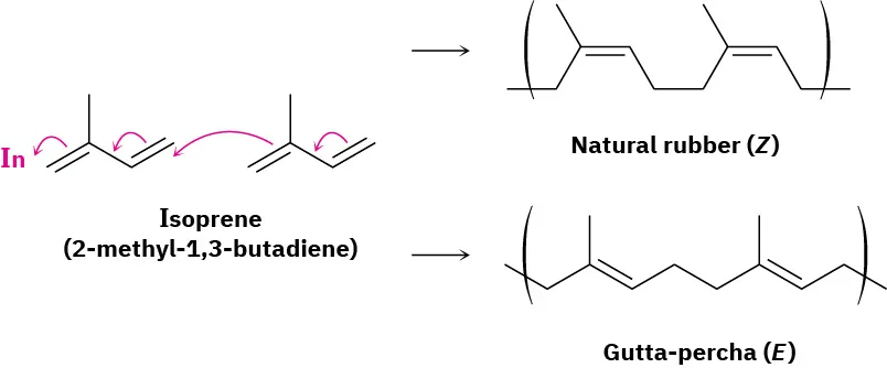Two molecules of isoprene (2-methyl-1,3-butadiene) form natural rubber (Z) and Gutta-percha (E). Arrows on isoprene molecules depict the electrons' movement and initiator (In) lies on the left side of isoprene.
