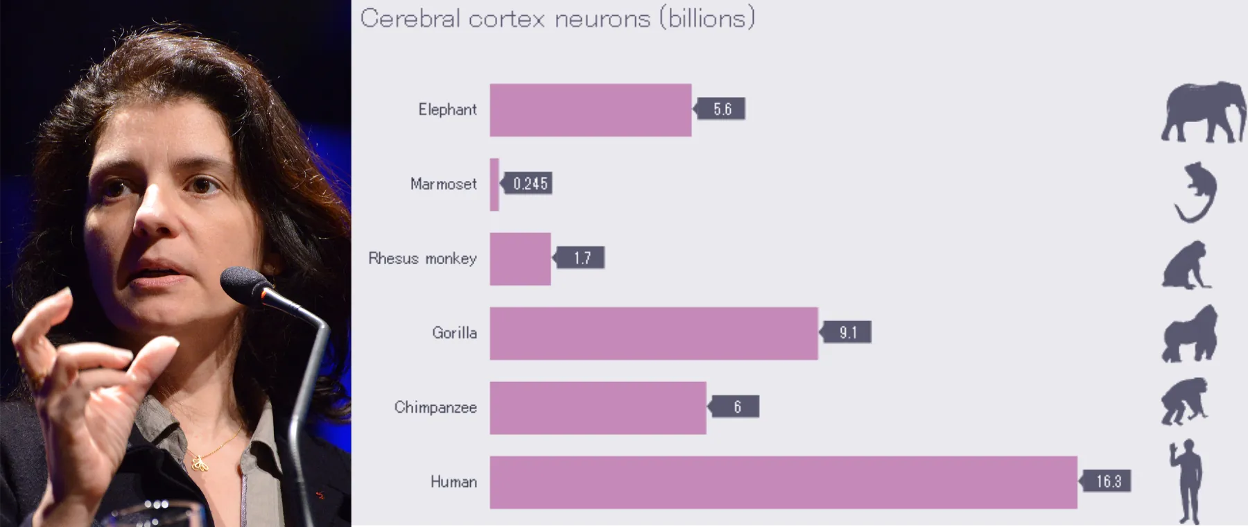 Photograph of woman speaking at a microphone (Suzanne Hurculano-Houzel). A bar graph is also shown with number of cerebral cortex neurons in 6 species. Most to least number: Human, gorilla, chimpanzee, elephant, rhesus monkey, marmoset.