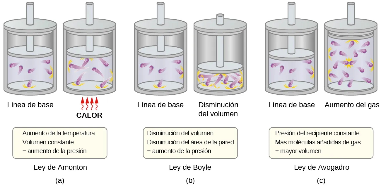 Esta figura muestra 3 pares de pistones y cilindros. En la figura a, que se denomina "Ley de Charles", el pistón se coloca en el primer cilindro de forma que algo más de la mitad del volumen disponible contenga 6 esferas púrpura con estelas detrás. Los rastros indican el movimiento. Las rayas naranjas se extienden desde la superficie interior del cilindro donde las esferas colisionaron. Este cilindro está marcado como "punto de referencia". En el segundo cilindro, el pistón está en la misma posición, y la marca "Calor" está en texto rojo en mayúsculas. Cuatro flechas rojas con tallos ondulados apuntan hacia la base del cilindro. Las seis esferas púrpuras tienen estelas más largas detrás de ellas y aumentó el número de rayas naranjas que indican los puntos de colisión con las paredes del contenedor. Un rectángulo debajo del diagrama dice: "Aumento de la temperatura, Volumen constante igual al aumento de presión" En la figura b, que está marcada como "Ley de Boyle", el primer cilindro que se muestra como punto de referencia es idéntico al primer cilindro de a. En el segundo cilindro, el pistón se ha desplazado, disminuyendo el volumen disponible para las 6 esferas púrpuras a la mitad del volumen inicial. Las seis esferas púrpuras tienen estelas más largas detrás de ellas y aumentó el número de rayas naranjas que indican los puntos de colisión con las paredes del contenedor. Este segundo cilindro está marcado como "Disminución del volumen". Un rectángulo debajo del diagrama dice: "Disminución del volumen, Disminución del área de la pared igual al Aumento de la presión". En c, que se denomina "Ley de Avogadro", el primer cilindro como punto de referencia que se muestra es idéntico al primer cilindro de a. En el segundo cilindro, el número de esferas púrpuras ha pasado de 6 a 12 y el volumen se ha duplicado. Este segundo cilindro está marcado como "Gas aumentado". Un rectángulo debajo del diagrama dice: "A presión constante, la adición de más moléculas de gas equivale a un aumento de volumen".