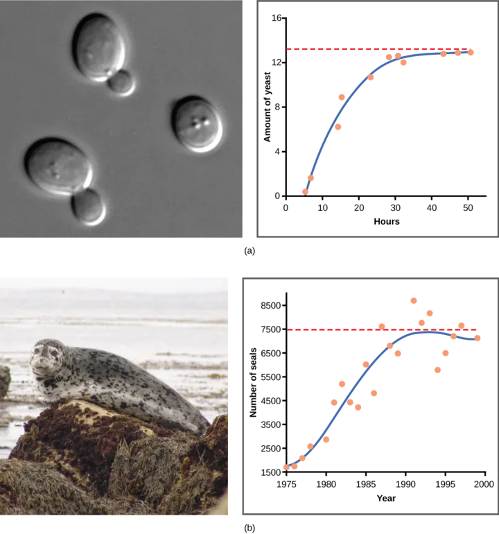 Graph (a) plots amount of yeast versus time of growth in hours. The curve rises steeply, and then plateaus at the carrying capacity. Data points tightly follow the curve. Graph (b) plots the number of harbor seals versus time in years. Again, the curve rises steeply then plateaus at the carrying capacity, but this time there is much more scatter in the data. A micrograph of yeast cells, which are oval in shape, and a photo of a harbor seal are shown.