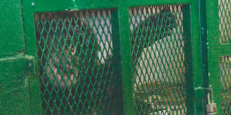 This image shows a chimpanzee locked up in a cage.