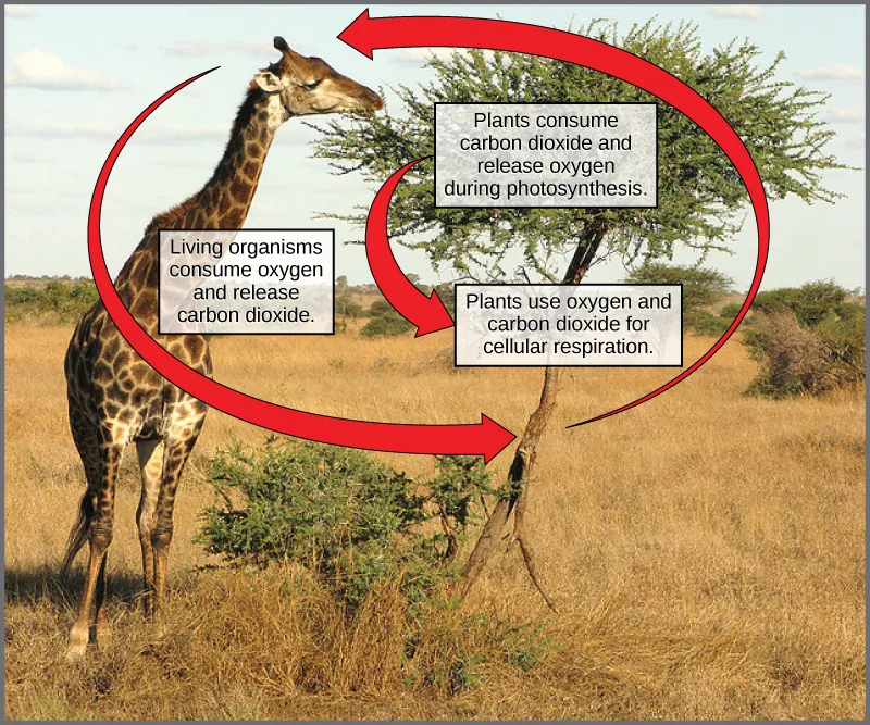 This photograph shows a giraffe eating leaves from a tree. Labels indicate that the giraffe consumes oxygen and releases carbon dioxide, whereas the tree consumes carbon dioxide and releases oxygen during photosynthesis. Plants use oxygen and carbon dioxide for cellular respiration.