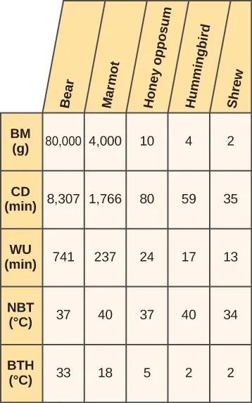 This is a 5 by 5 table. The columns are labelled BM (g), CD (min), WU (min), NBT in degrees C, and BTH in degrees C. Bears have a BM of 80,000, a CD of 8307, a WU of 741, a NBT of 37 and a BTH of 33. Marmots have a BM of 4000, a CD of 1766 a WU of 237, a NBT of 40 and a BTH of 18. Honey opposums have a BM of 10, a CD of 80, a WU of 24, a NBT of 37 and a BTH of 5. Hummingbirds have a BM of 4, a CD of 59, a WU of 17, a NBT of 40 and a BTH of 2. Shrews have a BM of 2, a CD of 35, a WU of 13, a NBT of 34 and a BTH of 2.