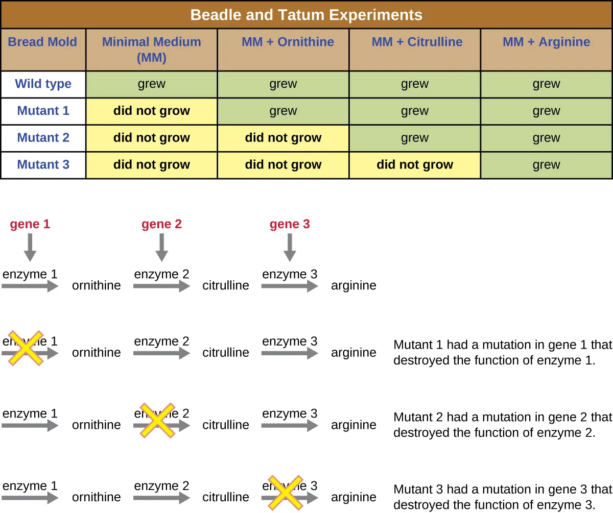 The table at the top is labeled Beadle and Tatum Experiments and shows the growth pattern of 4 different spores. The wild type spore grew on minimal medium (MM), MM + Ornithing, MM + Citruline and MM + Arginine. Mutant 1 did not grow on MM but did grow on MM + Ornithing, MM + Citruline and MM + Arginine. Mutant 2 did not grow on MM or MM + Ornithing but did grow on MM + Citruline and MM + Arginine. Mutant 3 did not grow on MM, MM + Ornithing, or MM + Citruline but did grow on MM + Arginine.  Underneath the table is a diagram that explains these results. The top diagram shows a pathway where gene 1 produces enzyme 1 and enzyme 1 produces ornithine. Gene 2 produces enzyme 2 which converts ornithine to citruline. Gene 3 produces enzyme 3 which converts citruline to arginine. Mutant 1 had a mutation in gene 1 that destroyed the function of enzyme 1, so one of the amino acids are produced. Mutant 2 had a mutation in gene 2 that destroyed the function of enzyme 2. So, Ornithine is still produced but citruline and arginine are not. Mutant 3 had a mutation in gene 3 that destroyed the function of enzyme 3. So, ornithine and citruline are produced but arginine is not.
