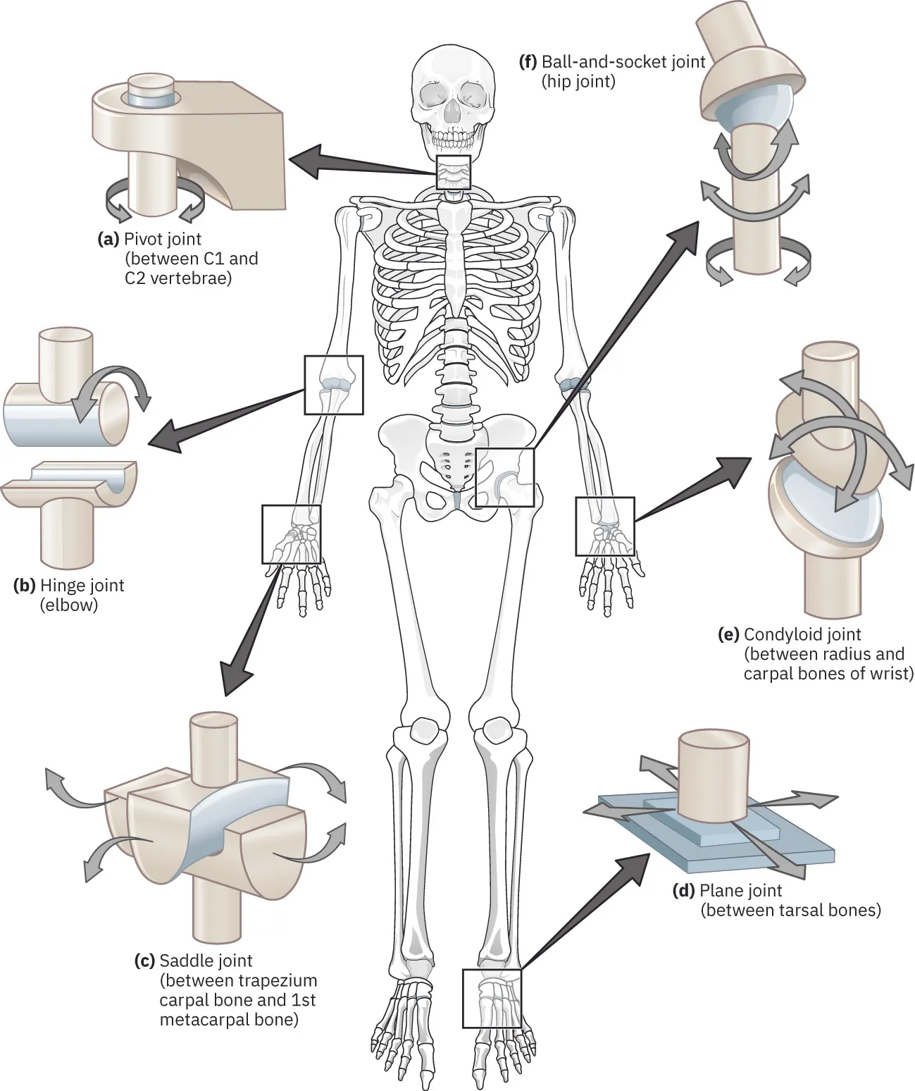 The image displays an anatomical diagram of a human skeleton with insets highlighting different types of joints. Each joint is labeled and corresponds to a part of the skeleton: (a) Pivot joint between C1 and C2 vertebrae, (b) Hinge joint at the elbow, (c) Saddle joint between the trapezium carpal bone and the first metacarpal bone, (d) Plane joint between tarsal bones, (e) Condyloid joint between the radius and carpal bones of the wrist, and (f) Ball-and-socket joint at the hip. Each inset shows the range of motion allowed by these joints.