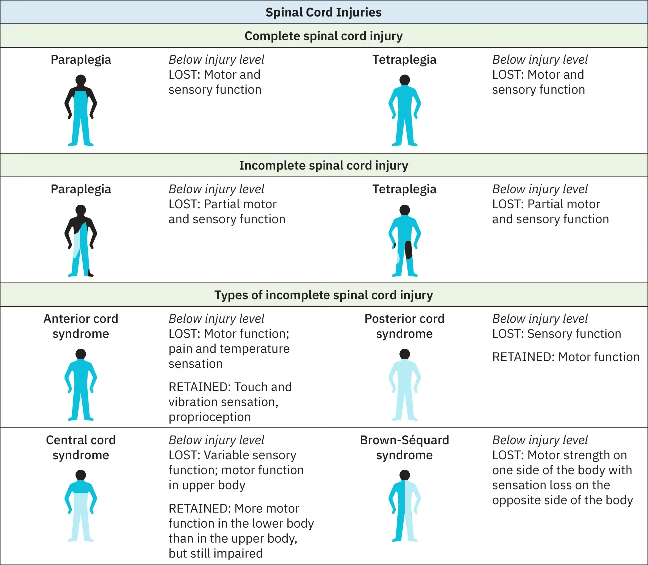 A table provides information on several spinal cord injuries. These include paraplegia, tetraplegia, anterior cord syndrome, posterior cord syndrome, central cord syndrome, Brown-Séquard syndrome.