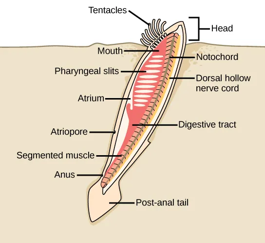 The illustration shows a lancelet with a head protruding from the sand, and the rest of the body buried. On the head, tentacles surround the mouth. The mouth leads to a digestive tract. The anus is just before the post anal tail. The pharyngeal slits are next to the atrium, which empties into the atriopore. The body has segmented muscles running along it from top to bottom.