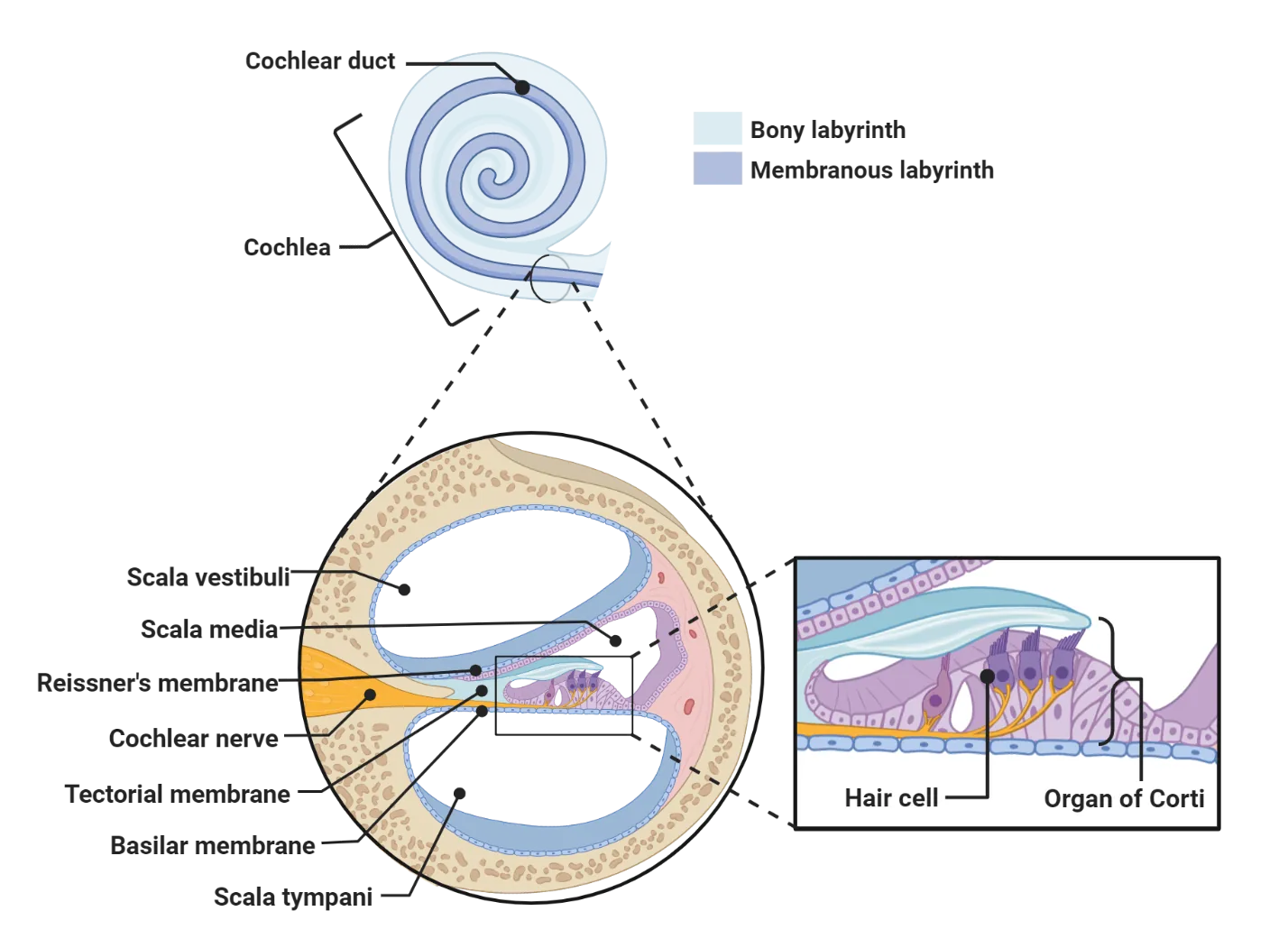 Diagram of the cochlea surface with a cross-cut detail inset showing the relationship between the scala vestibuli, scala media, scala tympani. Organ of corti shown on basilar membrane in scala media, above the scala tympani. Zoom in diagram of organ of corti in detail, showing hair cells abutting the tectorial membrane.