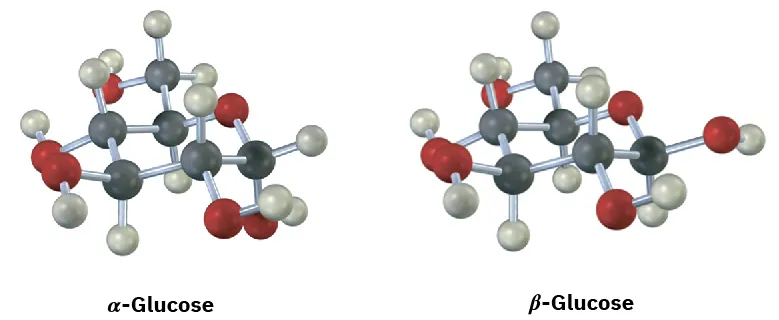 The ball and stick models of alpha-glucose and beta-glucose. In alpha-glucose, C1 is bonded to an axial hydroxyl group (below the ring). In beta-glucose, C1 is bonded to an equatorial hydroxyl group (above the ring).