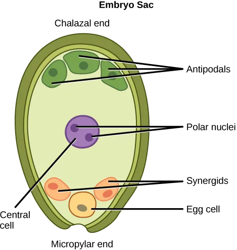 Illustration depicts the embryo sac of an angiosperm, which is egg-shaped. The narrow end, called the micropylar end, has an opening that allows pollen to enter. The other end is called the chalazal end. Three cells called antipodals are at the chalazal end. The egg cell and two other cells called synergids are at the micropylar end. Two polar nuclei are inside the central cell in the middle of the embryo sac.