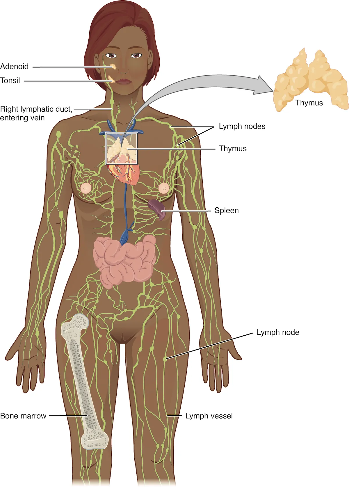 The left panel shows a female human body, and the entire lymphatic system is shown. The right panel shows magnified images of the thymus and the lymph node. All the major parts in the lymphatic system are labeled.