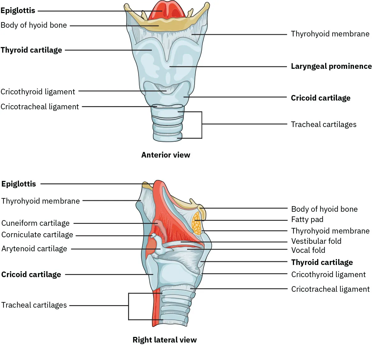 The top panel of this figure shows the anterior view of the larynx, and the bottom panel shows the right lateral view of the larynx.