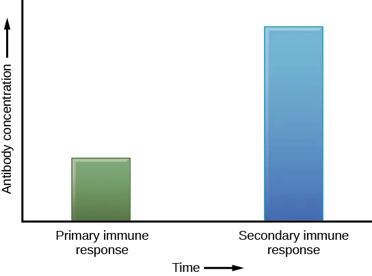 A graph plots antibody concentration over time during primary and secondary immune response. During the primary immune response, a low concentration of antibody is produced. Antibody is only produced after a delay from the time of the initial exposure. During the secondary immune response, about three times as much antibody is produced, and production begins much more quickly after the secondary exposure.