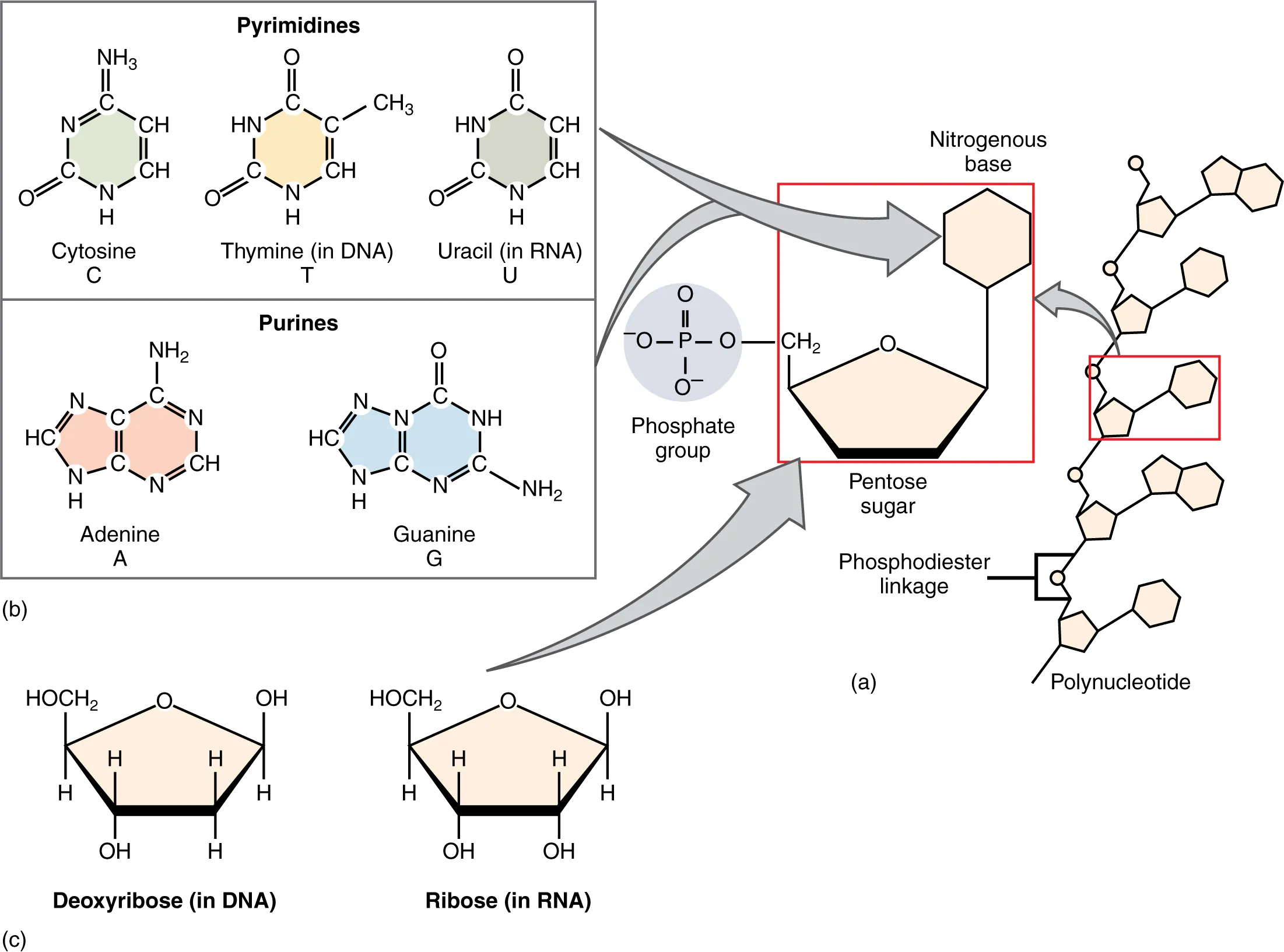 This figure shows the structure of nucleotides.