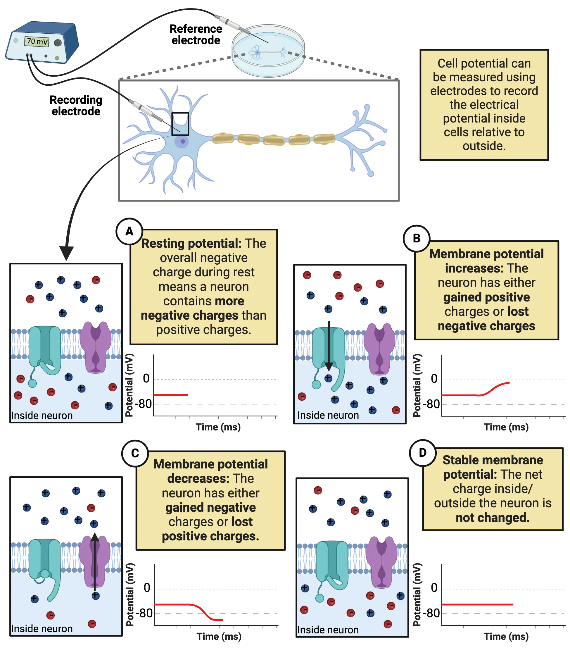 Top: Diagram of reference and recording electrodes placed outside and inside a cell membrane of a neuron in a dish. Bottom is a 2x2 display: 1) Left: Diagram of receptors in a cell membrane. Ions are present, not moving Right: Membrane potential diagram over time. Line is flat and negative. 2) Left: Diagram of receptors in a cell membrane. Positive ions are moving in the cell through an open channel. Right: Membrane potential diagram over time. Line is rising. 3) Left: Diagram of receptors in a cell membrane. Positive ions are moving out of the cell through an open channel. Right: Membrane potential diagram over time. Line is falling. 4) Left: Diagram of receptors in a cell membrane. Ions are present, not moving Right: Membrane potential diagram over time. Line is flat and negative.