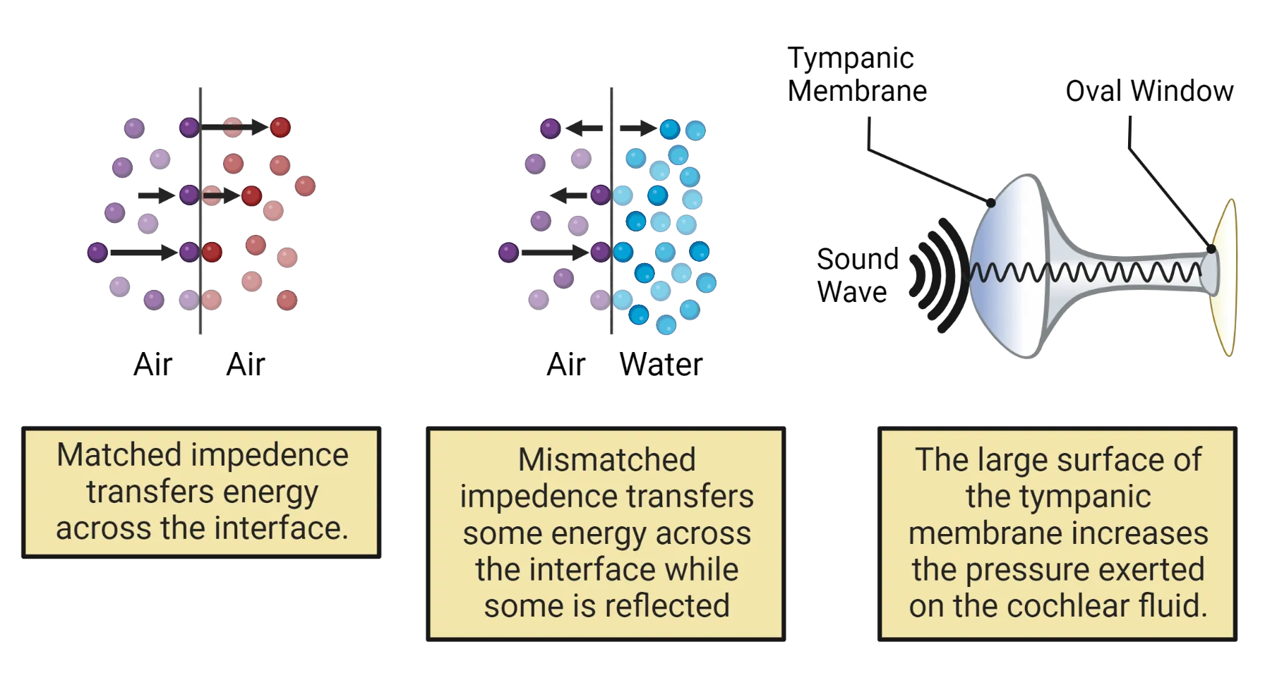 Diagram of how pressure waves behave at interfaces. Left: Dots represent molecules transferring movement evenly through and interface with air on each side. Middle: Left: Dots represent molecules transferring only a small amount of movement through and interface from air on one side to water on the other. Right: Diagram of tympanic membrane transferring a sound wave in to a fluid pressure wave that goes to the oval window.