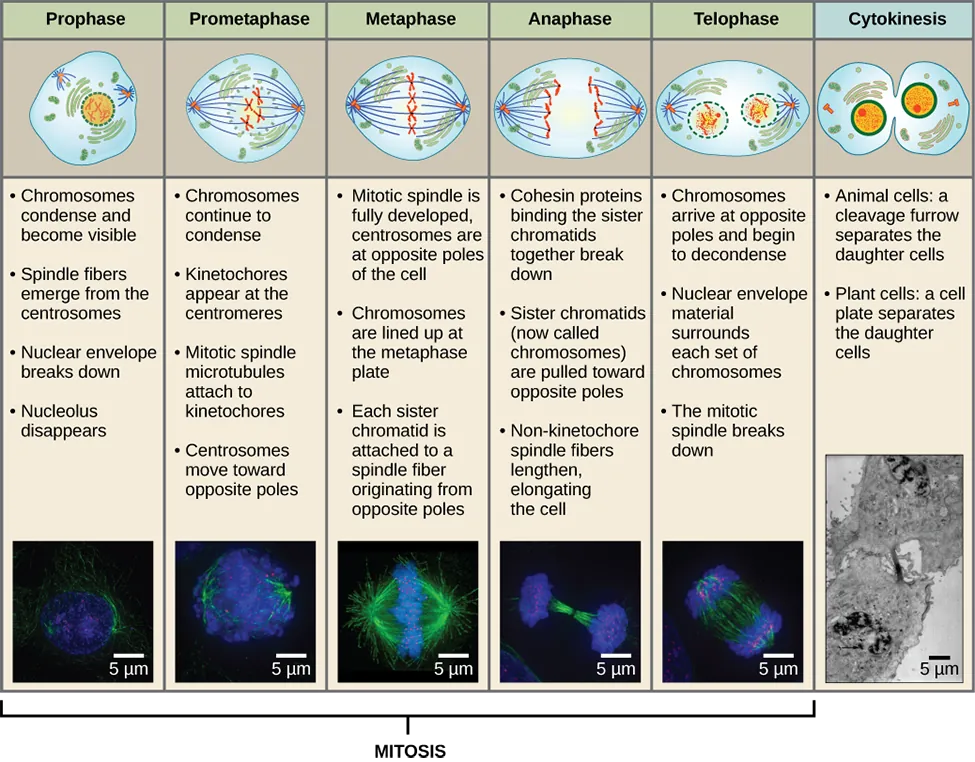 This diagram shows the five phases of mitosis and cytokinesis. During prophase, the chromosomes condense and become visible, spindle fibers emerge from the centrosomes, the nuclear envelope breaks down, and the nucleolus disappears. During prometaphase, the chromosomes continue to condense and kinetochores appear at the centromeres. Mitotic spindle microtubules attach to the kinetochores, and centrosomes move toward opposite poles. During metaphase, the mitotic spindle is fully developed, and centrosomes are at opposite poles of the cell. Chromosomes line up at the metaphase plate and each sister chromatid is attached to a spindle fiber originating from the opposite pole. During anaphase, the cohesin proteins that were binding the sister chromatids together break down. The sister chromatids, which are now called chromosomes, move toward opposite poles of the cell. Non-kinetochore spindle fibers lengthen, elongating the cell. During telophase, chromosomes arrive at the opposite poles and begin to decondense. The nuclear envelope reforms. During cytokinesis in animals, a cleavage furrow separates the two daughter cells. In plants, a cell plate separates the two cells.