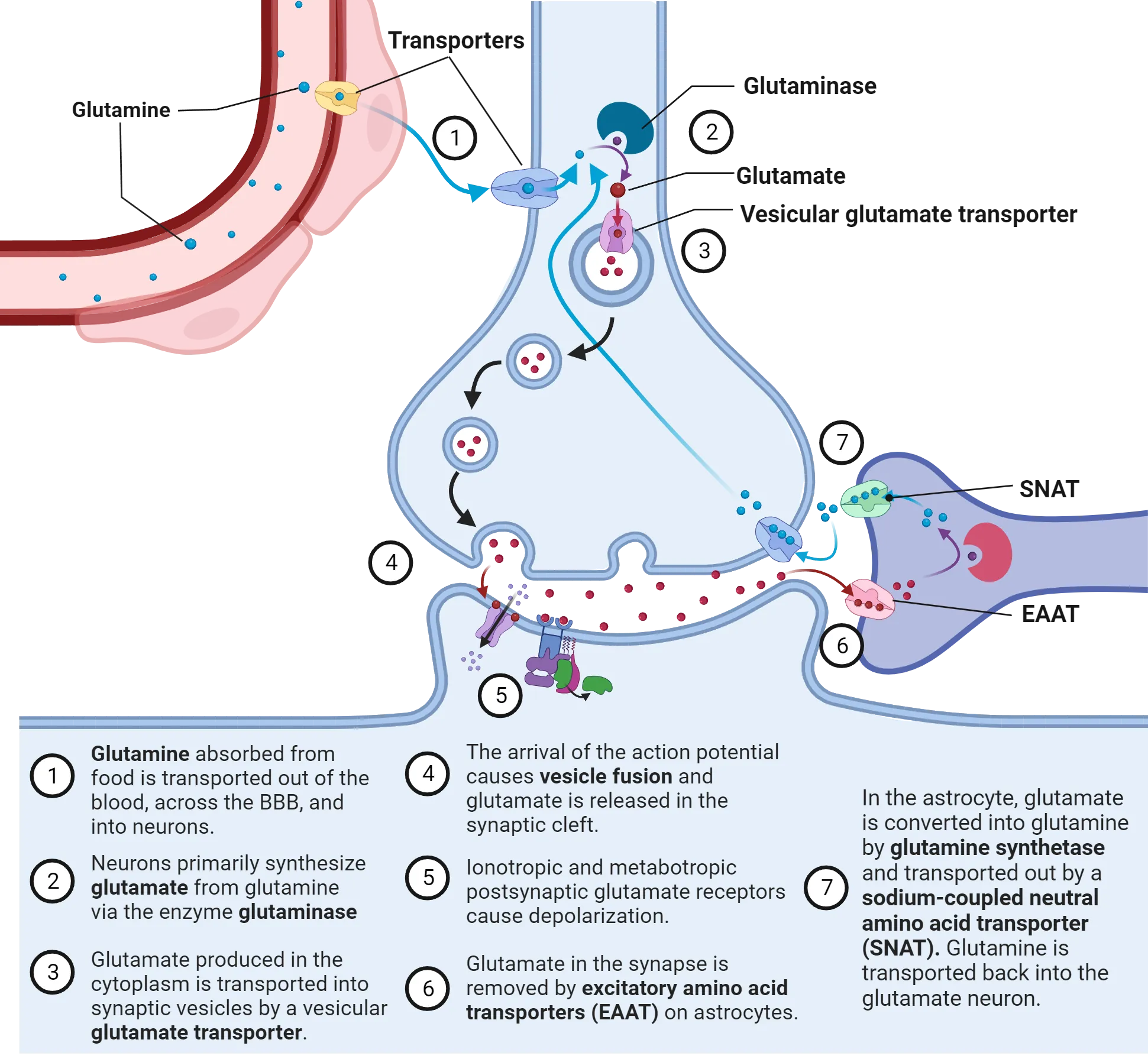 Diagram of a synapse showing glutamate life cycle steps as described by text on slide. A blood vessel is also shown, as is an astrocyte process adjacent to the synaptic cleft.