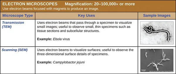 Table of electron microscopes which use electron beams focused with magnets to produce an image. Magnification: 20 – 100,00× or more. Transmission electron microscopes (TEM) use electron means that pass through a specimen to visual small images; useful to observe small, thin specimens such as tissue sections and subcellular structures. The sample image (Ebola virus) shows a tube shaped into a letter d at one end. Scanning electron microscopes (SEM) use electron beams to visualize surfaces; useful to observe the three-dimensional surface details of specimens. The sample image (Campylobactor jejuni) shows thick three-dimensional spirals.