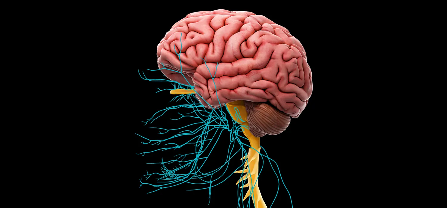 A human brain is shown attached to the top part of the spinal cord. Thin nerves are coming out of the spinal cord.