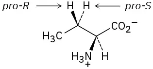 The wedge-dash structure of an amino acid. The wedge bonded hydrogen at C3 is labeled pro-R and the dash bonded hydrogen is labeled pro-S.