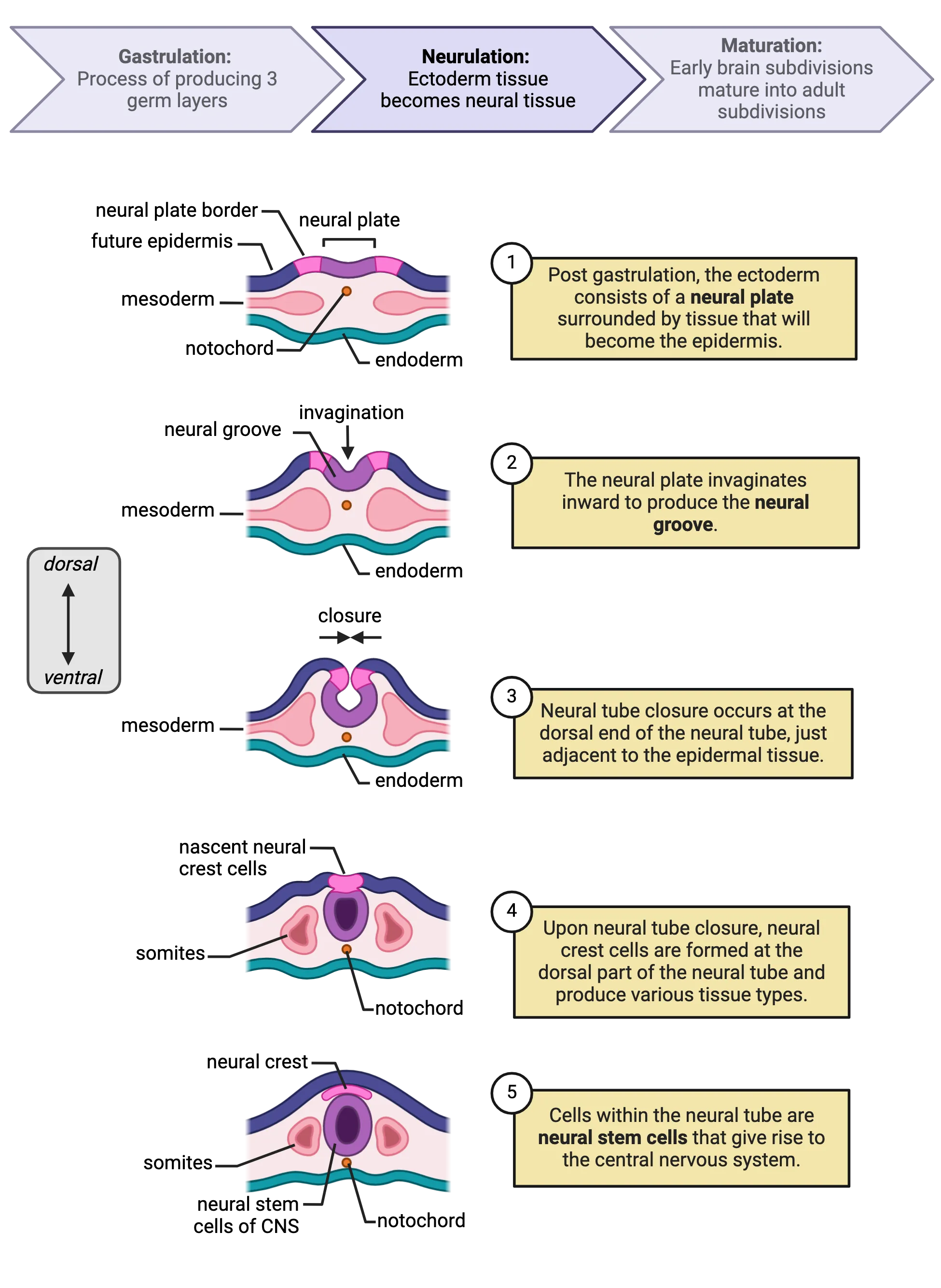 Diagrams of the steps of neurulation from the main text, shown as cross-section of developing neural tube. Neural plate starts out as flat section of tissue, dorsal midline, with epidermis on each side. Endoderm is the ventral side of tissue. Mesoderm is in the middle. Notochord is a circular structure just under the neural plate at midline. Over the steps, neural plate invaginates in and closes dorsally to make a tube, with other structures in similar relative places. Step 5 (not in text): Cells within the neural tube are highlighted as the neural precursors that give rise to the central nervous system.