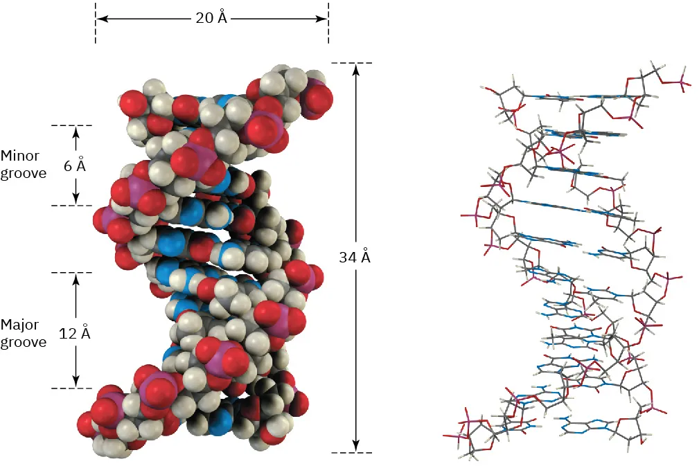 Deoxyribonucleic acid's space-filling and wire-frame model. Its height distance of one complete turn is thirty-four Angstrom. Major and minor grooves measure twelve and six Angstroms, respectively. Diameter is twenty Angstrom.